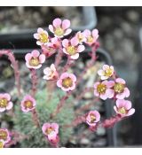 Saxifraga 'Theresia'