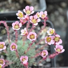Saxifraga 'Theresia'