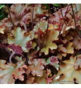 Heuchera 'Cappuccino'