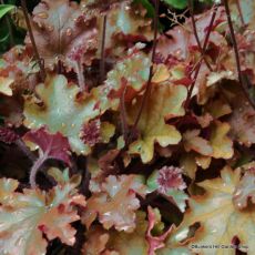 Heuchera 'Cappuccino'