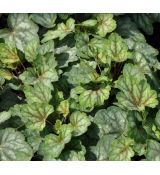 Heuchera americana 'Dale's  strain'