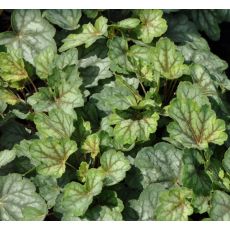 Heuchera americana 'Dale's  strain'