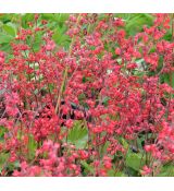 Heuchera sanguinea 'Ruby Bells'