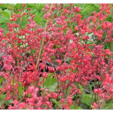 Heuchera sanguinea 'Ruby Bells'