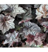 Heuchera micrantha 'Palace Purple' K9