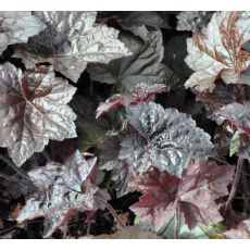 Heuchera micrantha 'Palace Purple' K9