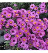 Aster novi-belgii 'Jenny'