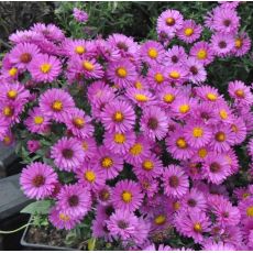 Aster novi-belgii 'Jenny'