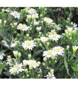 Aster ageratoides 'Starshine'