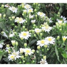 Aster ageratoides 'Starshine'