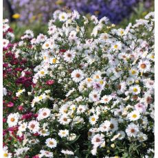 Aster 'White ladies'