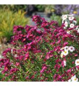 Aster 'Winston Churchill'