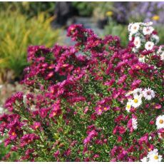 Aster 'Winston Churchill'