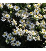 Aster dumosus 'Schneekissen'