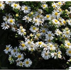 Aster dumosus 'Schneekissen'