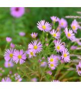 Aster ericoides 'Pink Star'