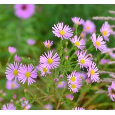 Aster ericoides 'Pink Star'