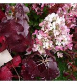 Hydrangea quercifolia 'Burgundy'