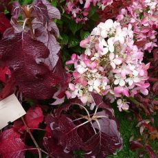 Hydrangea quercifolia 'Burgundy'