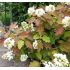 Hydrangea quercifolia 'Burgundy'