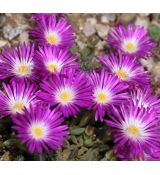 Delosperma 'Violet wonder'