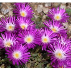 Delosperma 'Violet wonder'