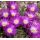 Delosperma 'Violet wonder'