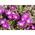 Delosperma 'Violet wonder'