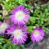 Delosperma 'Violet wonder'