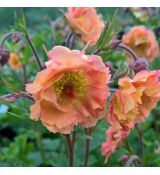 Geum 'Mai Tai'