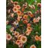 Geum 'Mai Tai'