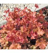 Heuchera 'Peach Flambe'