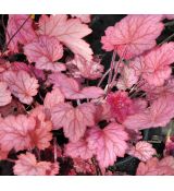 Heuchera 'Midnight rose'