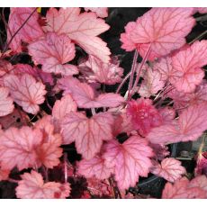 Heuchera 'Midnight rose'