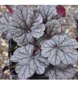 Heuchera 'Regina'