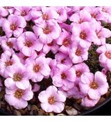 Saxifraga 'Allendale Ina'