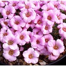 Saxifraga 'Allendale Ina'