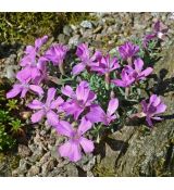 Dianthus repens