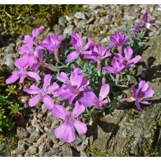 Dianthus repens