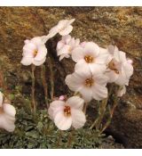 Saxifraga 'Cancan'