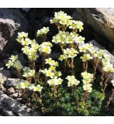 Saxifraga 'Nugget'