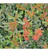 Sedum floriferum