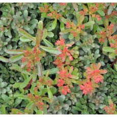 Sedum floriferum