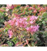 Sedum spurium 'Roseum'