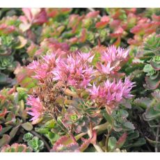 Sedum spurium 'Roseum'