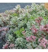 Sedum spurium 'Variegatum'