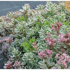 Sedum spurium 'Variegatum'