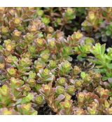 Sedum makinoi 'Salsa verde'