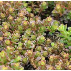 Sedum makinoi 'Salsa verde'