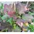 Hydrangea quercifolia 'Burgundy'